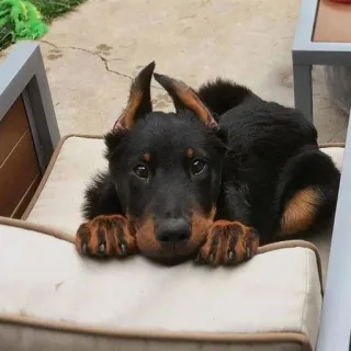 🥰 chien, chiot, Beauceron, animal, animal de compagnie, mignon whatsapp sticker