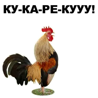👍 КУ-КА-РЕ-КУУУ! Hahn, Gockel, Krähen, Tier, Bauernhof telegram sticker
