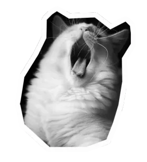 😕 แมว, หาว, สัตว์, สัตว์เลี้ยง, สัตว์ตระกูลแมว, สัตว์เลี้ยง telegram sticker
