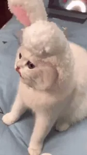 🙄 kucing, telinga kelinci, hewan peliharaan, binatang, lucu, berbulu, pudel telegram sticker