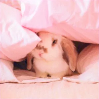 🐰 bunny, rabbit, cute, animal, pet, pink, blanket, soft whatsapp sticker