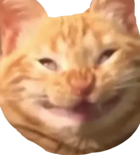 😁 cat, orange cat, funny cat, animal, pet, meme telegram sticker
