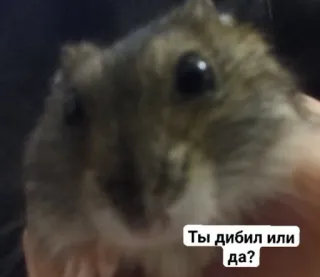 🌟 Ты дибил или да? criceto, animale, meme, divertente, russo, insulto telegram sticker
