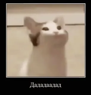 🆗 Дададааадад gato, meme, animal, engraçado, russo telegram sticker