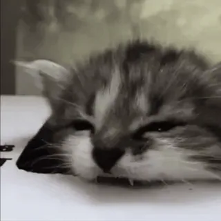 😄 kitten, cat, sleeping, animal, cute, pet, feline whatsapp sticker