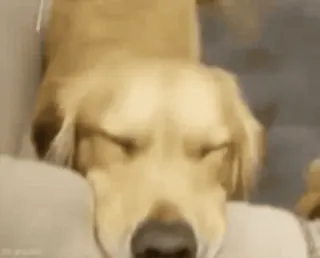 😊 perro, durmiendo, lindo, animal, golden retriever telegram sticker