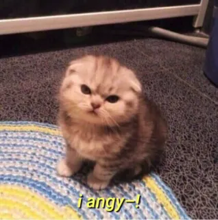 💛 i angy-! gato, bravo, meme, gatinho, engraçado, fofo telegram sticker