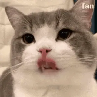 😐 fan кот, лизать, животное, питомец, милый, мем telegram sticker