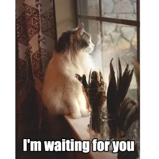 💕 I'm waiting for you gato, esperando, ventana, animal, mascota, lindo telegram sticker