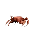 🦀