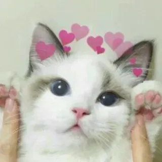 🐱 gato, fofo, corações, animal, animal de estimação, gato doméstico telegram sticker