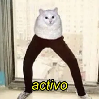 Cat’ cats telegram stickers