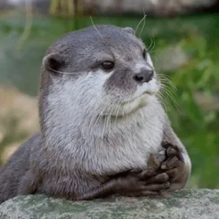 😒 loutre, animal, mammifère, faune sauvage, mignon, nature telegram sticker