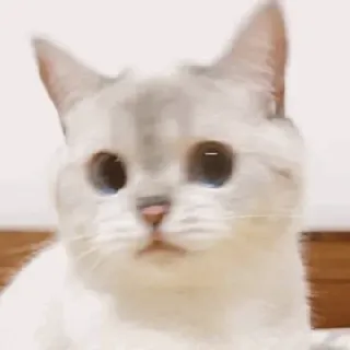 🥪 kucing, hewan, lucu, hewan peliharaan, anak kucing, kucing domestik, mamalia whatsapp sticker