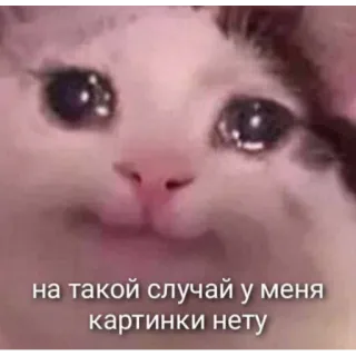 😢 на такой случай у меня картинки нету cat, crying, meme, sad, funny telegram sticker