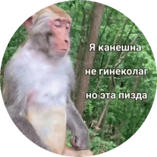 🌟 Я канечна не гинеколог но эта пизда monkey, meme, offensive telegram sticker