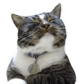 😊 cat, pet, animal, cute, relaxed, sleepy telegram sticker