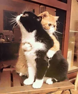 ⚡️ gatos, abrazos, animales, amistad, lindo, mascotas, felinos telegram sticker