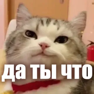 😉 ДА ТЫ ЧТО cat, funny, meme, russian, expression, sarcastic telegram sticker