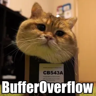 😯 BufferOverflow cat, meme, buffer, overflow, computer, programming telegram sticker