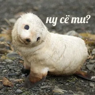 🙄 ну сё ти? foka, zwierzę, słodki, mała foka telegram sticker