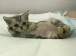 😶 子猫, 猫, 動物, ペット, かわいい telegram sticker