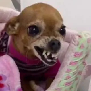 💢 perro, chihuahua, enojado, mascota, animal, meme telegram sticker