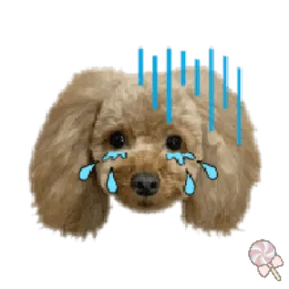 🐶 грустный, собака, плачущий, слёзы, щенок, милый telegram sticker