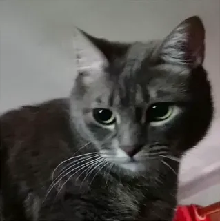 😒 gato, animal de estimação, animal, gato cinza telegram sticker