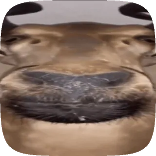 🦌 animal, boeuf, bétail, bovin, mammifère, mème telegram sticker
