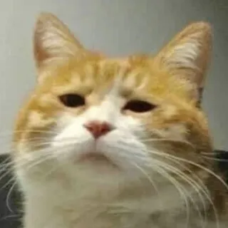 😨 Katze, Tier, Haustier, Orange, Hauskatze, Säugetier telegram sticker
