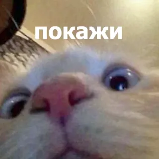 👀 ПОКАЖИ แมว, มีม, สัตว์, ตลก, รัสเซีย, ข้อความ telegram sticker