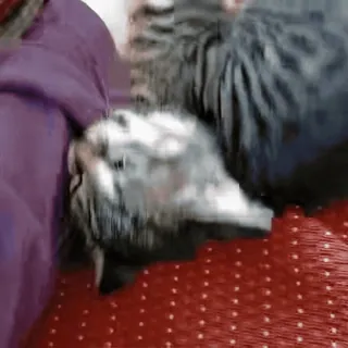 💞 猫, 宠物, 动物, 家猫, 哺乳动物 telegram sticker
