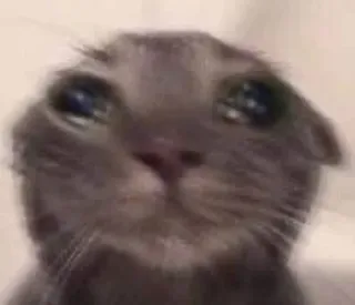 😿 кот, грустный, мем, плачущий, животное telegram sticker