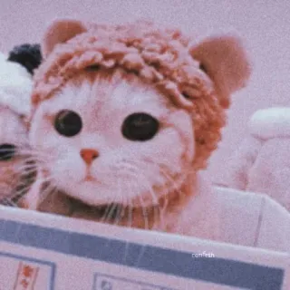 💈 Katze, Kätzchen, Tier, Haustier, süß, Teddybär Hut telegram sticker