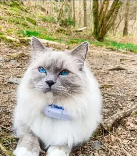 🤔 Katze, Haustier, Tier, blaue Augen, süß, draußen telegram sticker