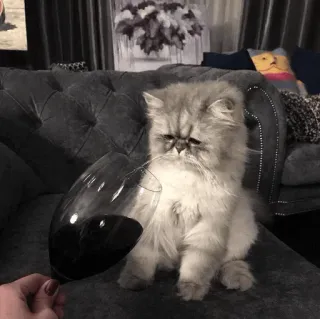 😿 cat, wine, glass, pet, funny telegram sticker