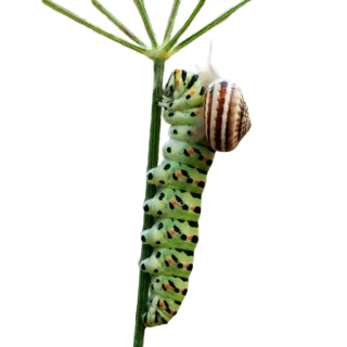 🐌 гусеница, улитка, насекомое, растение, природа telegram sticker