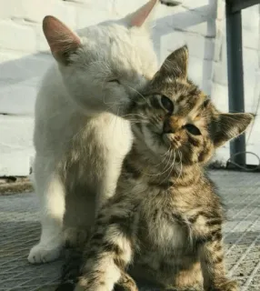 ❤️ 고양이, 새끼 고양이, 동물, 애완 동물, 애정, 귀여운, 우정 telegram sticker