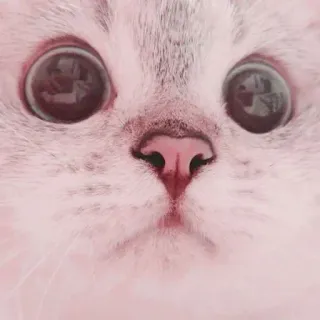 👀 кот, милый, животное, домашнее животное, котенок, млекопитающее, домашняя кошка telegram sticker