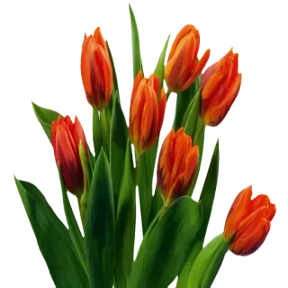 🌹 Tulpen, Blumen, Orange, Frühling, Natur, Blumenstrauß telegram sticker