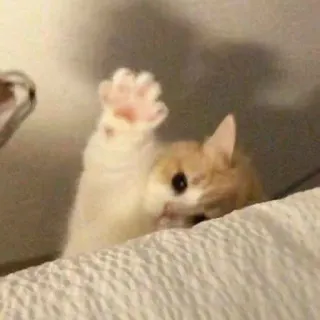 🥺 кот, котенок, милый, животное, лапа, игривый telegram sticker