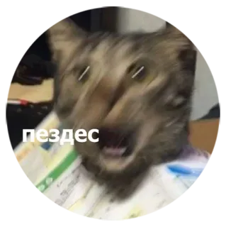 😱 пиздец kat, dier, russisch, verrassing, schok, aanstootgevend whatsapp sticker