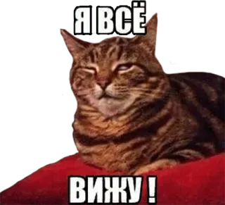 👀 Я всё вижу! cat, funny, meme, watching, feline, stare, sarcastic whatsapp sticker