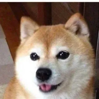 😛 doge anjing, shiba inu, meme, doge, hewan, peliharaan, lucu whatsapp sticker