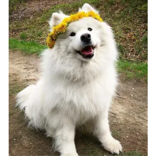 ❤️ Hund, Samojede, Haustier, Tier, süß, flauschig, Blumenkranz telegram sticker