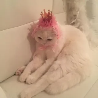 🪐 cat, princess, crown, cute, animal, pet telegram sticker