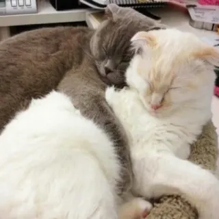 🥰 猫, 寝ている猫, ペット, 動物, かわいい猫, 動物, 猫 telegram sticker
