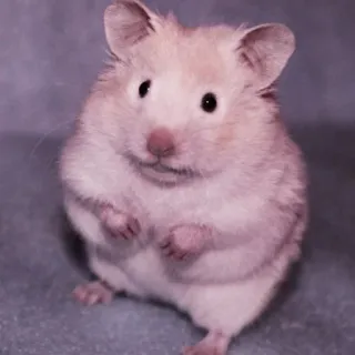 🤏 hamster, rodent, animal, cute, pet telegram sticker