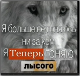 🧠 Я больше не гоняюсь ни за кем. Я Теперь гоняю ЛЫСОГО Wolf, Russisch, Meme telegram sticker